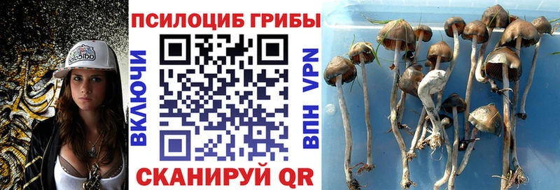где купить наркоту  Королёв  Галлюциногенные грибы Cubensis 